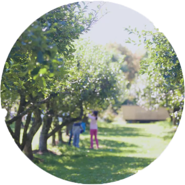 kids in a tree orchard 