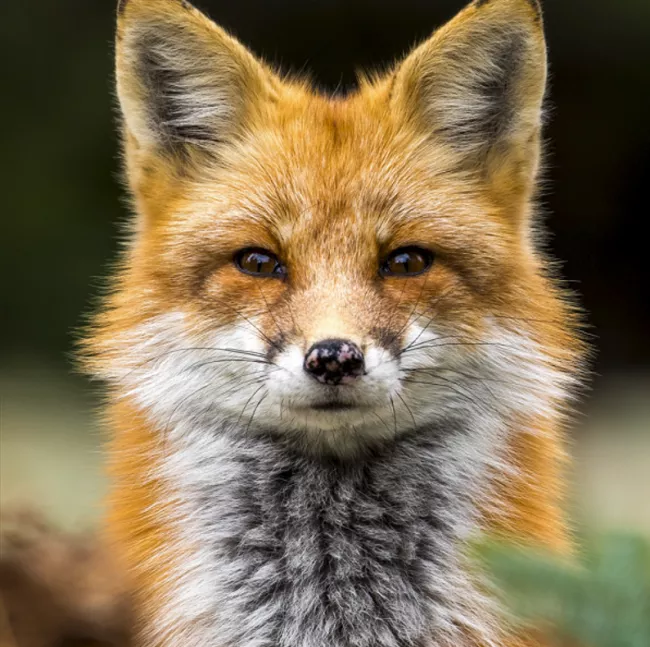 Fox image