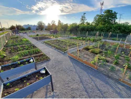 Photo of Kirkham allotment plots