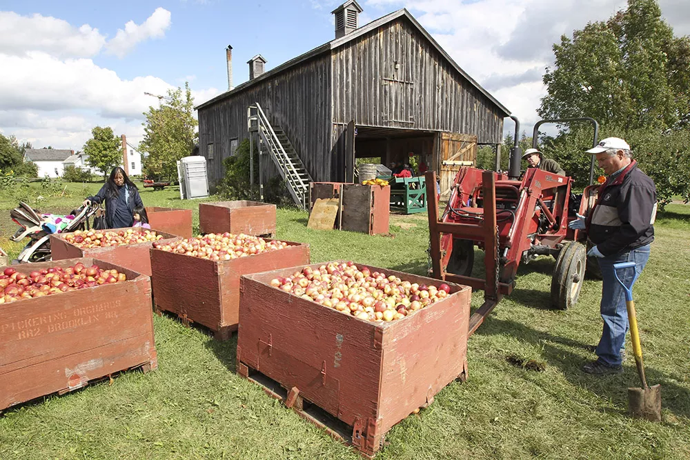 cidermill apples