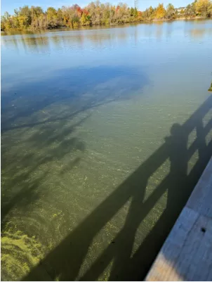 Algae in Swan Lake, October 2023