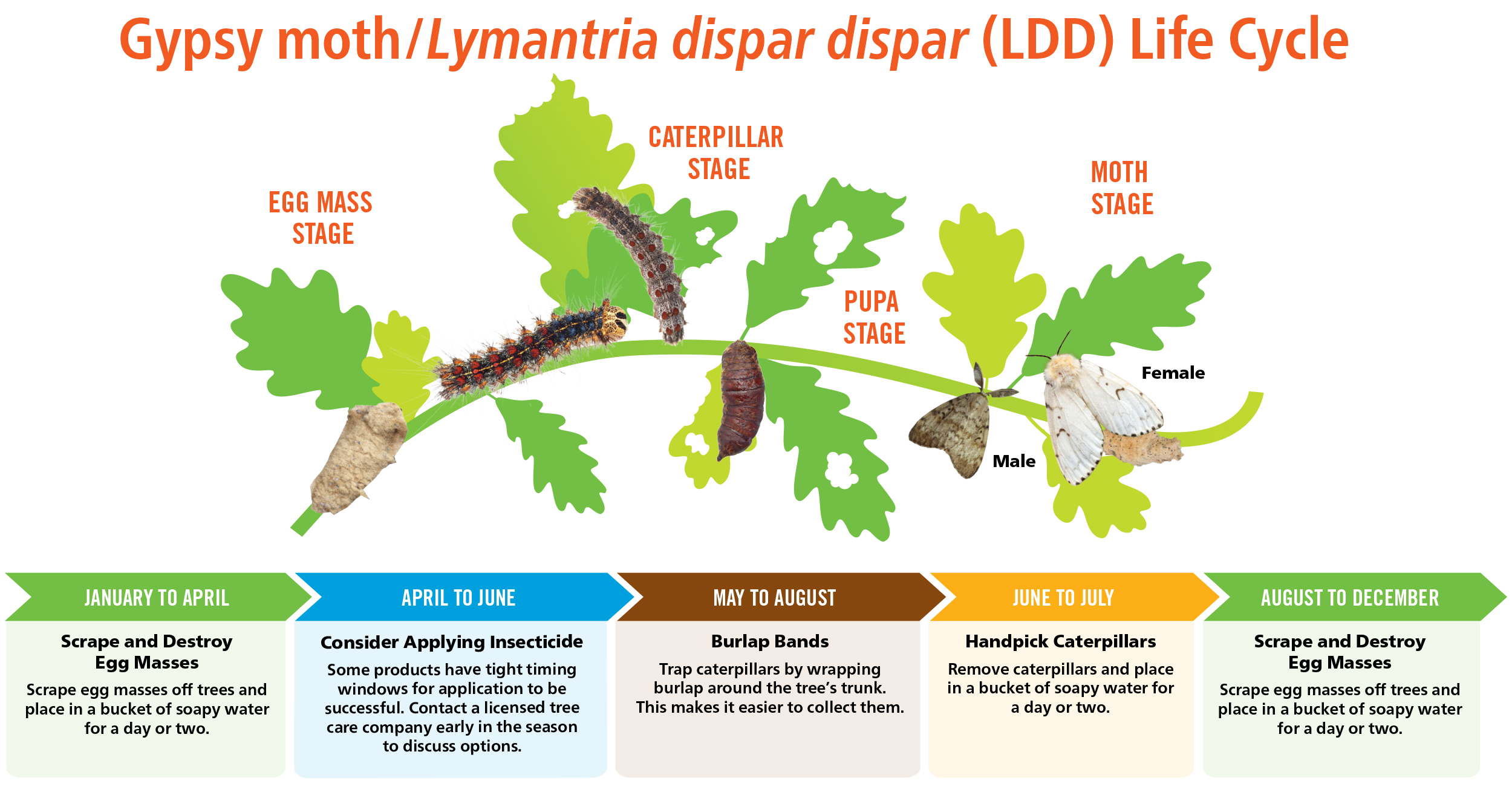 LDD Life cycle